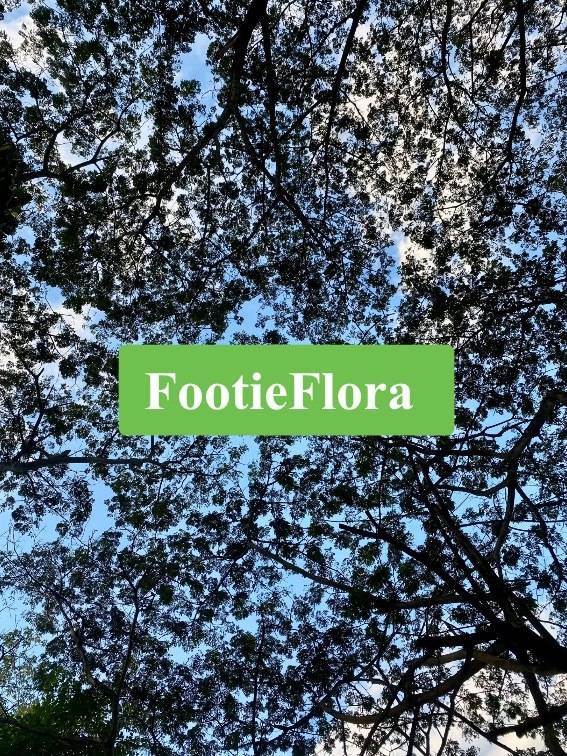 Flora