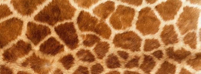 Short Giraffe V.I.P